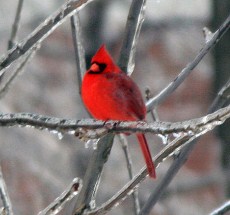 photo by Hubert Kirchgaessner